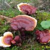 Ganoderma Lucidum, macinată