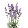 Apă florală de Lavandă (Lavandula angustifolia)