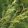 Tea-tree, ulei esențial natural, 10ml - imagine 3