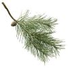 Apă florală de Pin (Pinus silvestris)