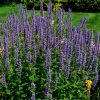 Apă florală de Isop (Hyssopus officinalis)