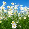 Apă florală de Mușetel german (Matricaria recutita)