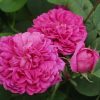 Apă florală de Trandafir (Rosa Damascena)