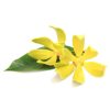 Apă florală de Ylang-ylang (Cananga odorata)